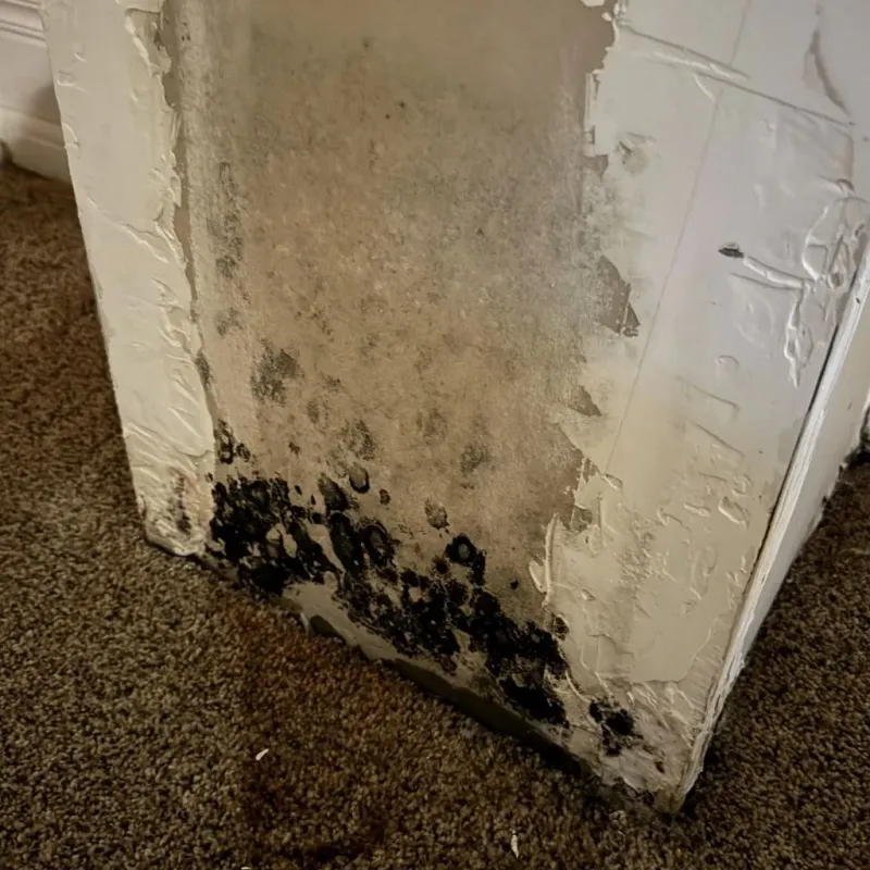 Professional Mold Removal in Dana, NC
